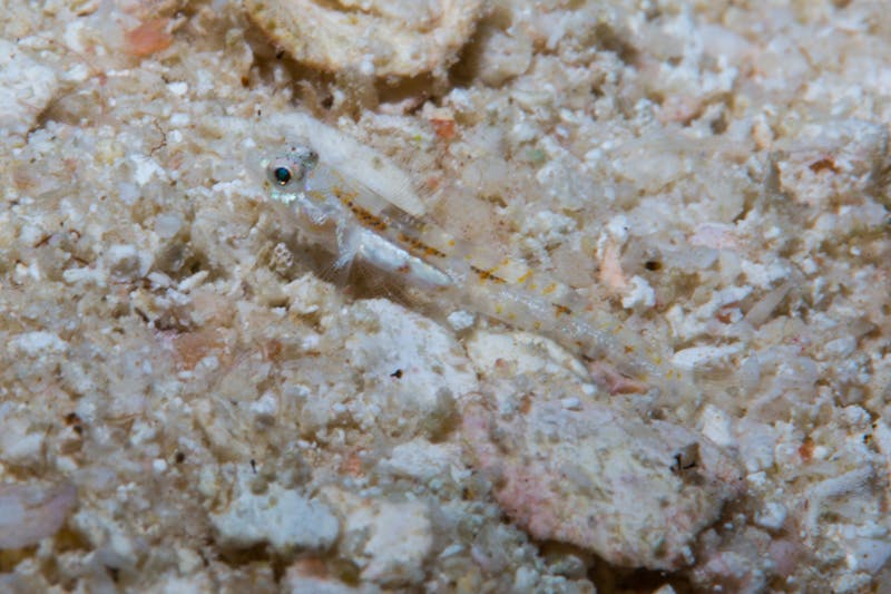 A new species of sand goby in the genus Grallenia