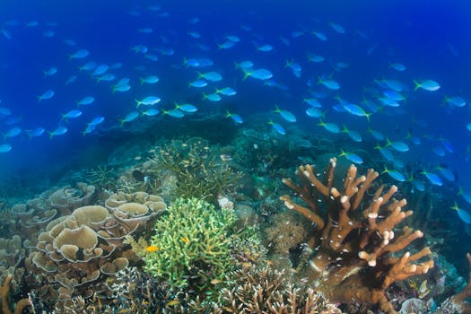 Coral reef in Raja Ampat, Indonesia.