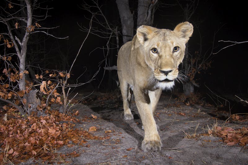 Female lion (Panthera leo) in the Zambezi Region of Namibia