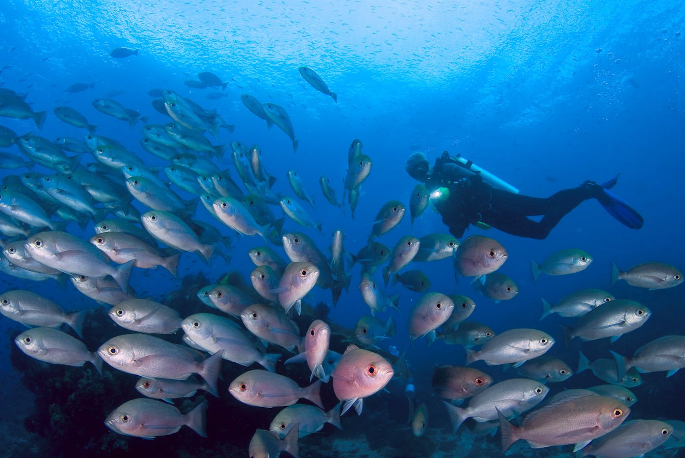 School of fish swimming in Indonesia