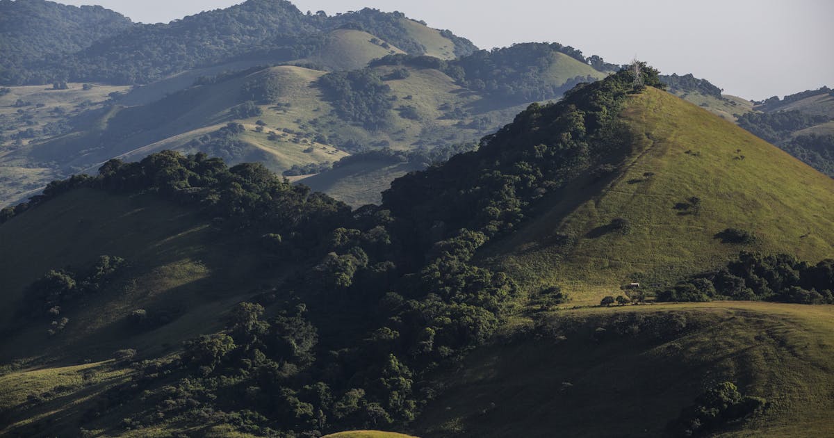 Ketika COVID meratakan pariwisata, kredit karbon membuat bukit-bukit Afrika ini ‘hijau’