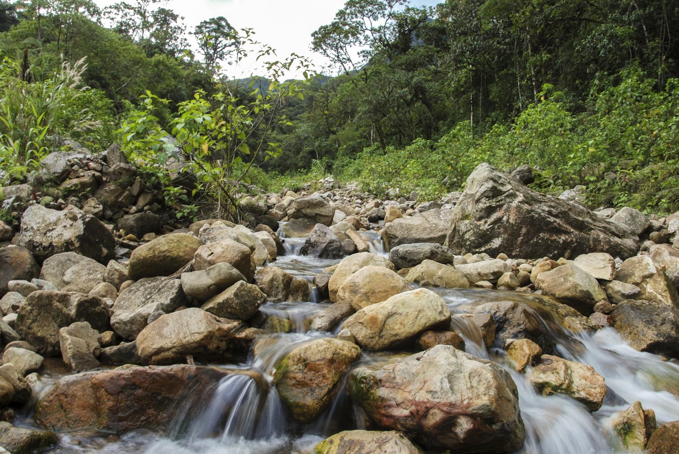 REDD+ - Saving forests to keep our climate safe