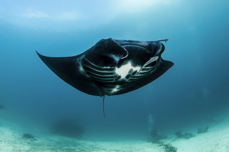 Turning the tide on manta slaughter: A story in pictures
