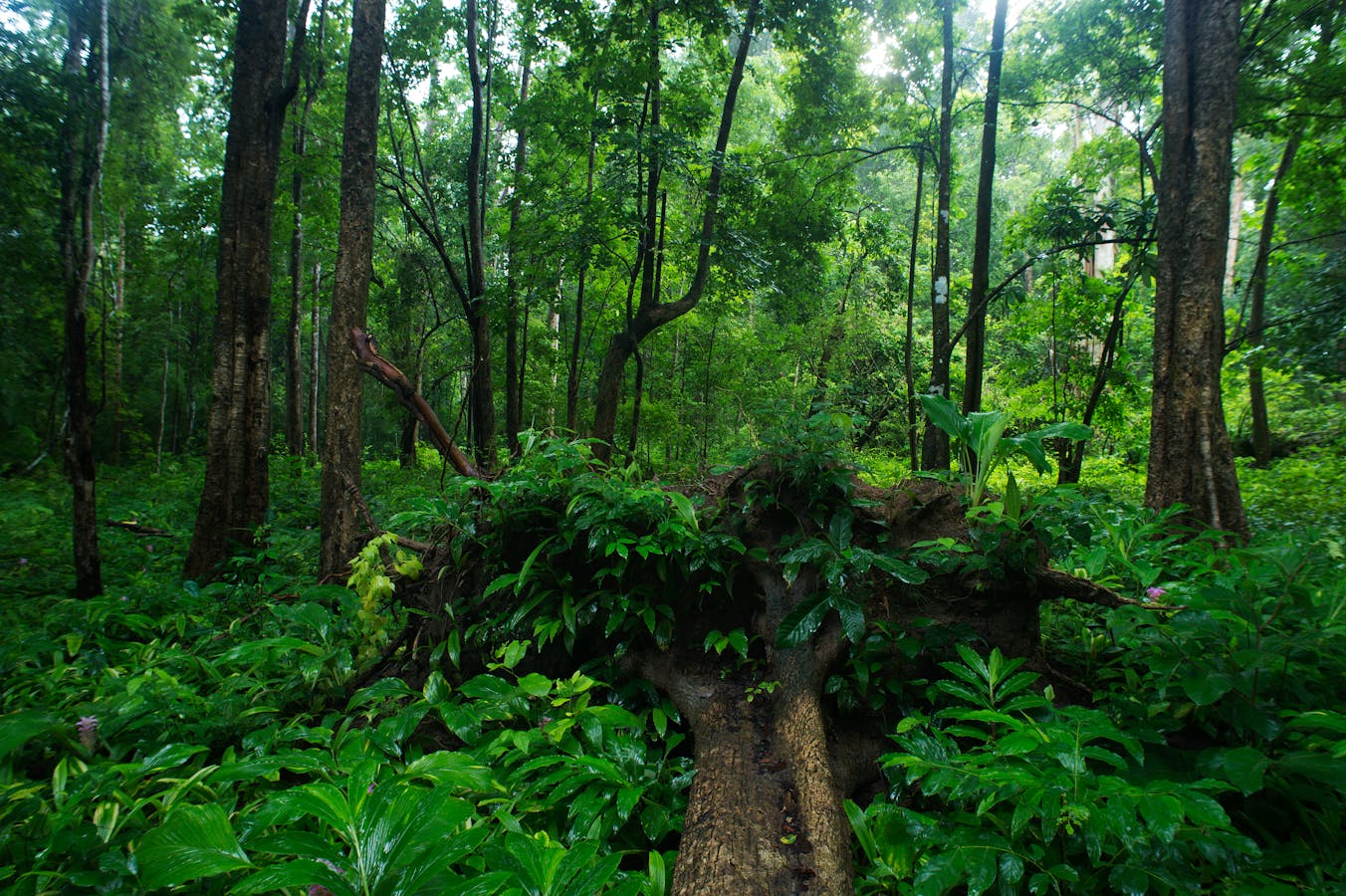 Gallery Forest at Prey Lang, Stung Treng, Cambodia