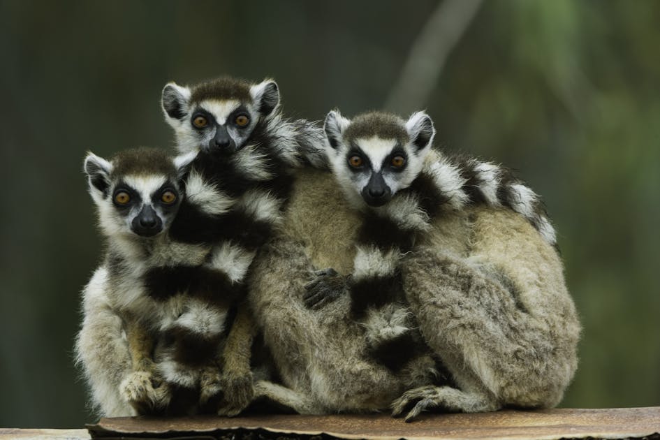 Wild ring-tailed lemur population has plummeted 95% since 2000