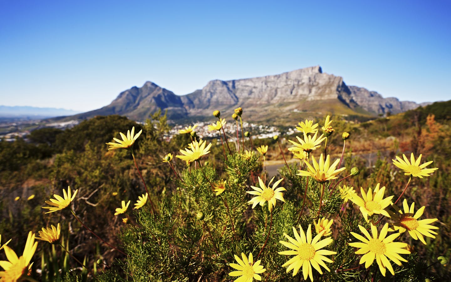 Table Mountain with wild daisies in foreground