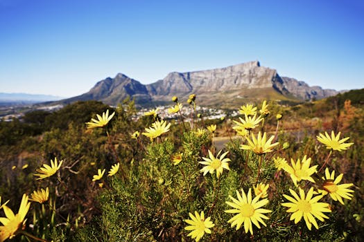 Table Mountain with wild daisies in foreground