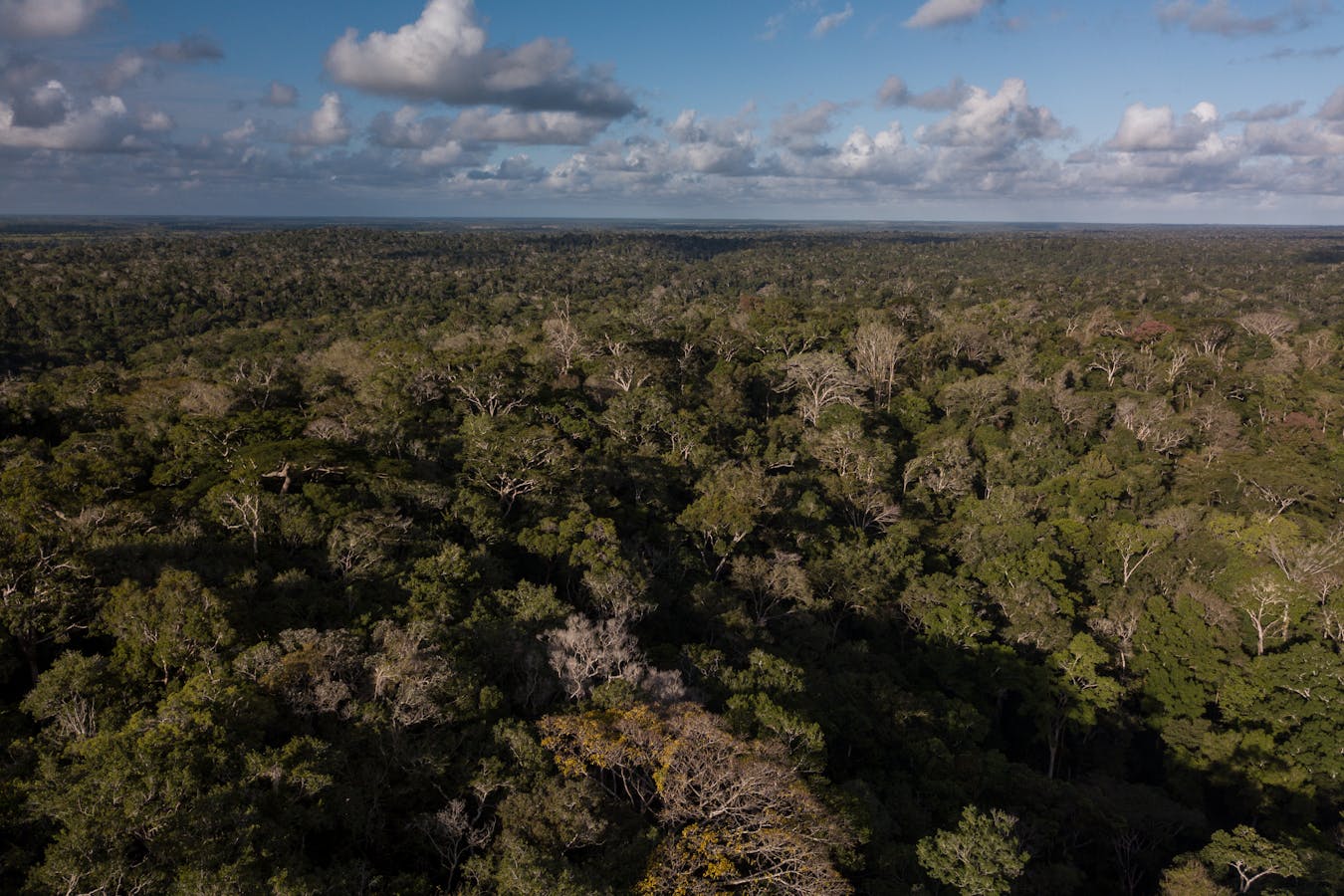 40% of the  Rainforest Is at Tipping Point To Becoming Savanna