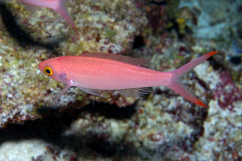 Slopefish in the genus Symphysanodon