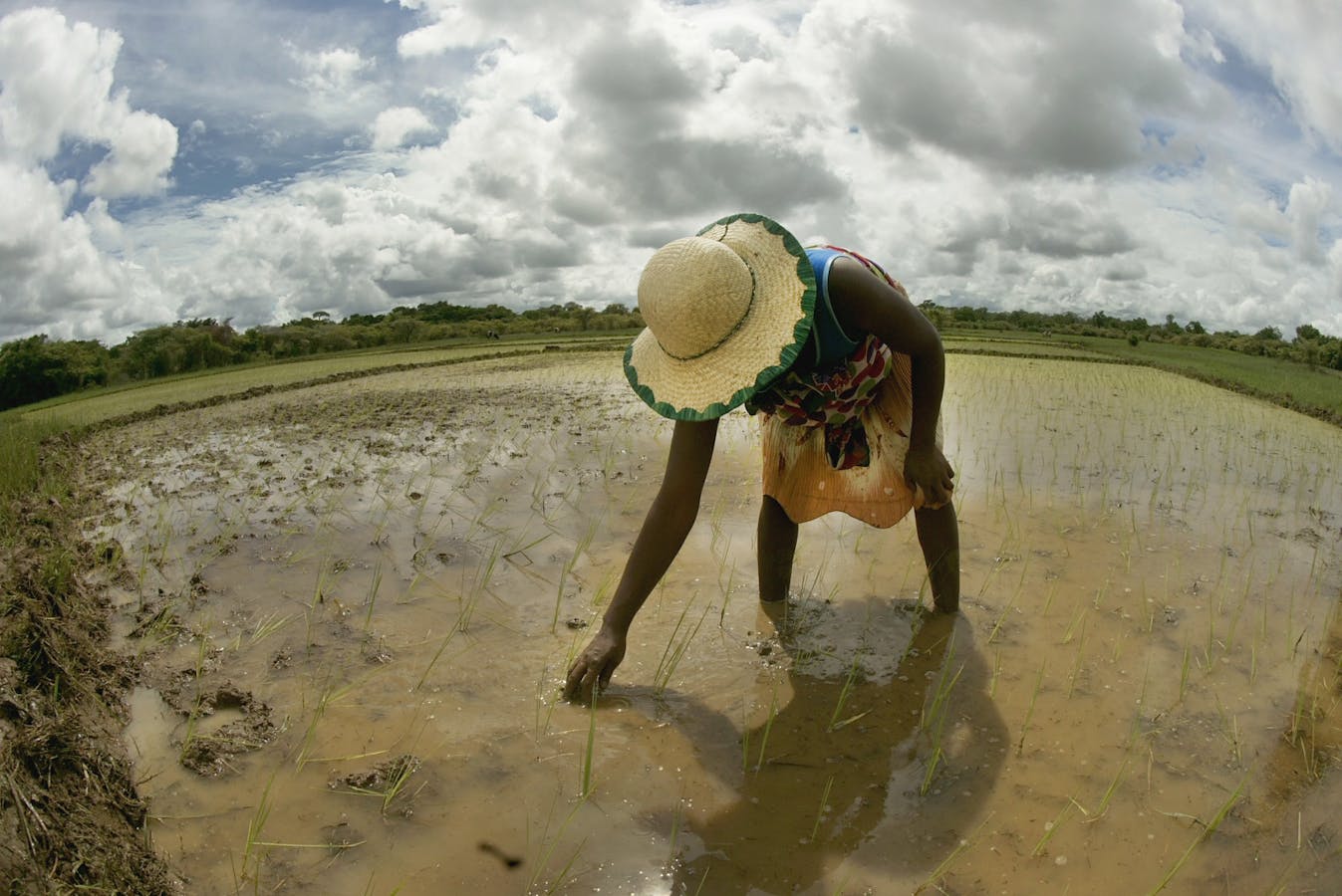 Malagasy farmer  