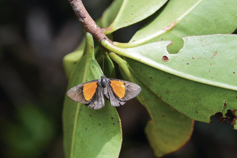 A new species of metalmark butterfly (Setabis sp. nov.) discovered on the Zongo RAP expedition in Bolivia.