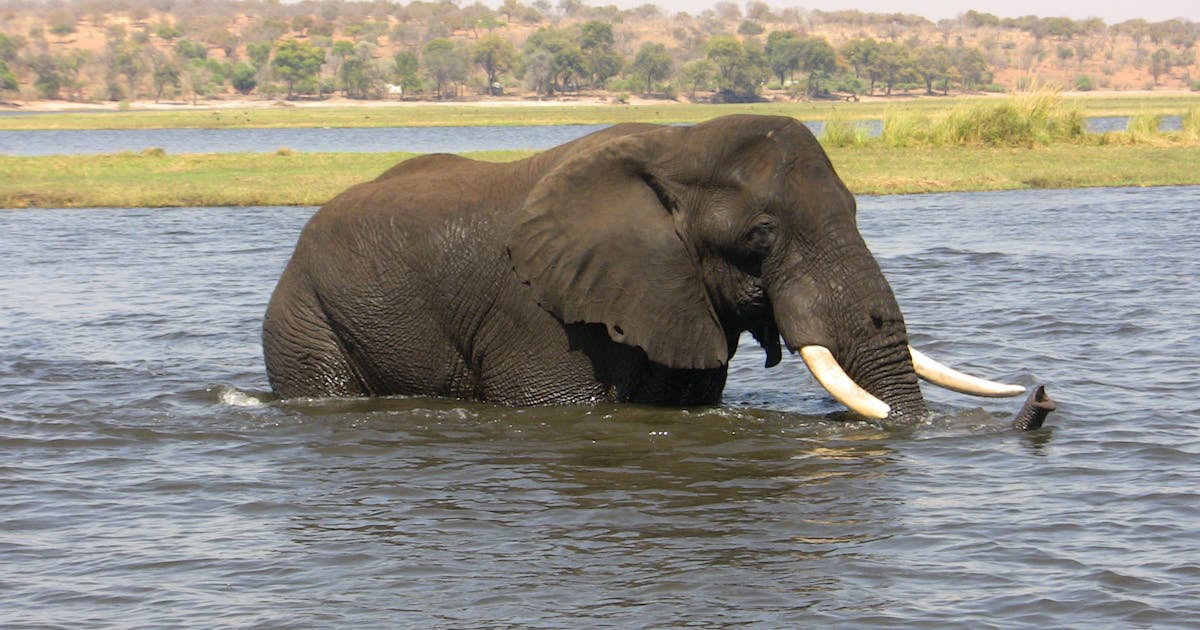Langkah AS terhadap gajah menciptakan ‘ketidakpastian’