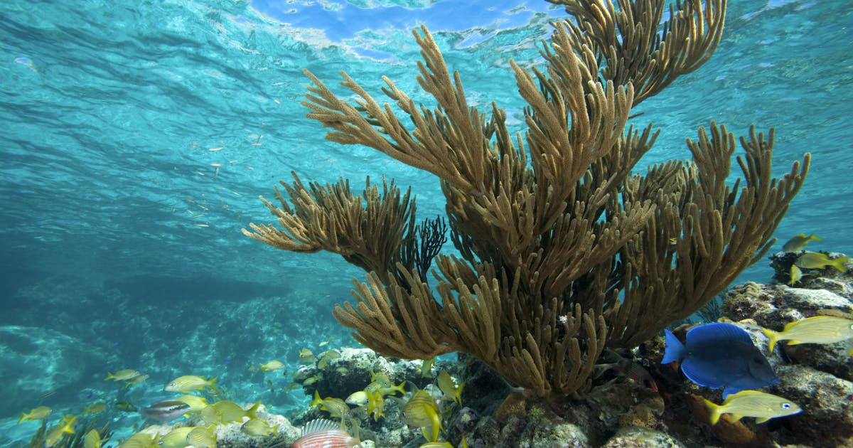 Melindungi keanekaragaman hayati planet ini — dari tanah hingga karang