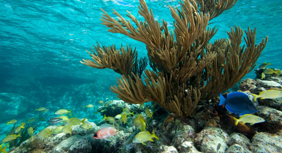 New science: Protecting the planet’s biodiversity — from soil to coral