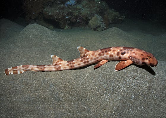 Walking shark, Hemiscyllium halmahera