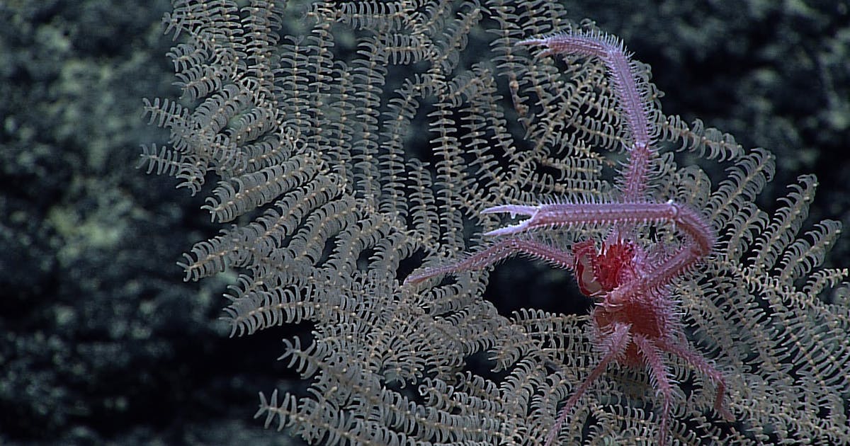 Spesies karang yang baru ditemukan menghadapi ketidakpastian di kedalaman Pasifik