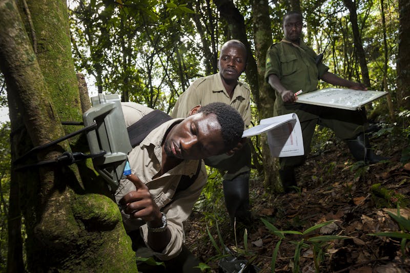 Badru Mugerwa, Lawrence Tumugabirwe and park ranger Job Nahabwe set up a camera trap in Uganda.