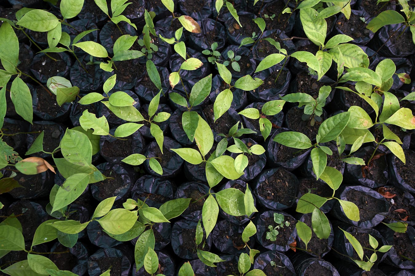 Saplings at tree nursery in the Alto Mayo Protected Forest 