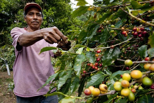 Man inspects coffee berries