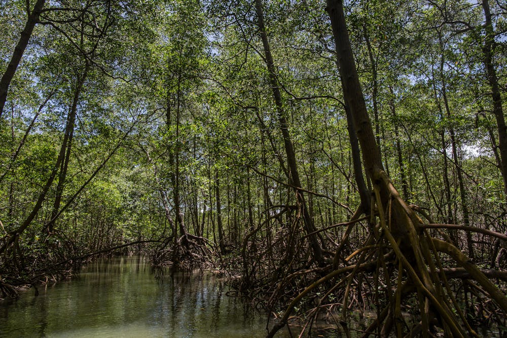 Mangrove forest in Brazil