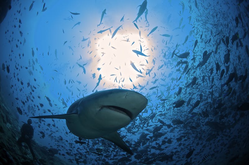 Underside of shark surrounded by fish looking toward the surface