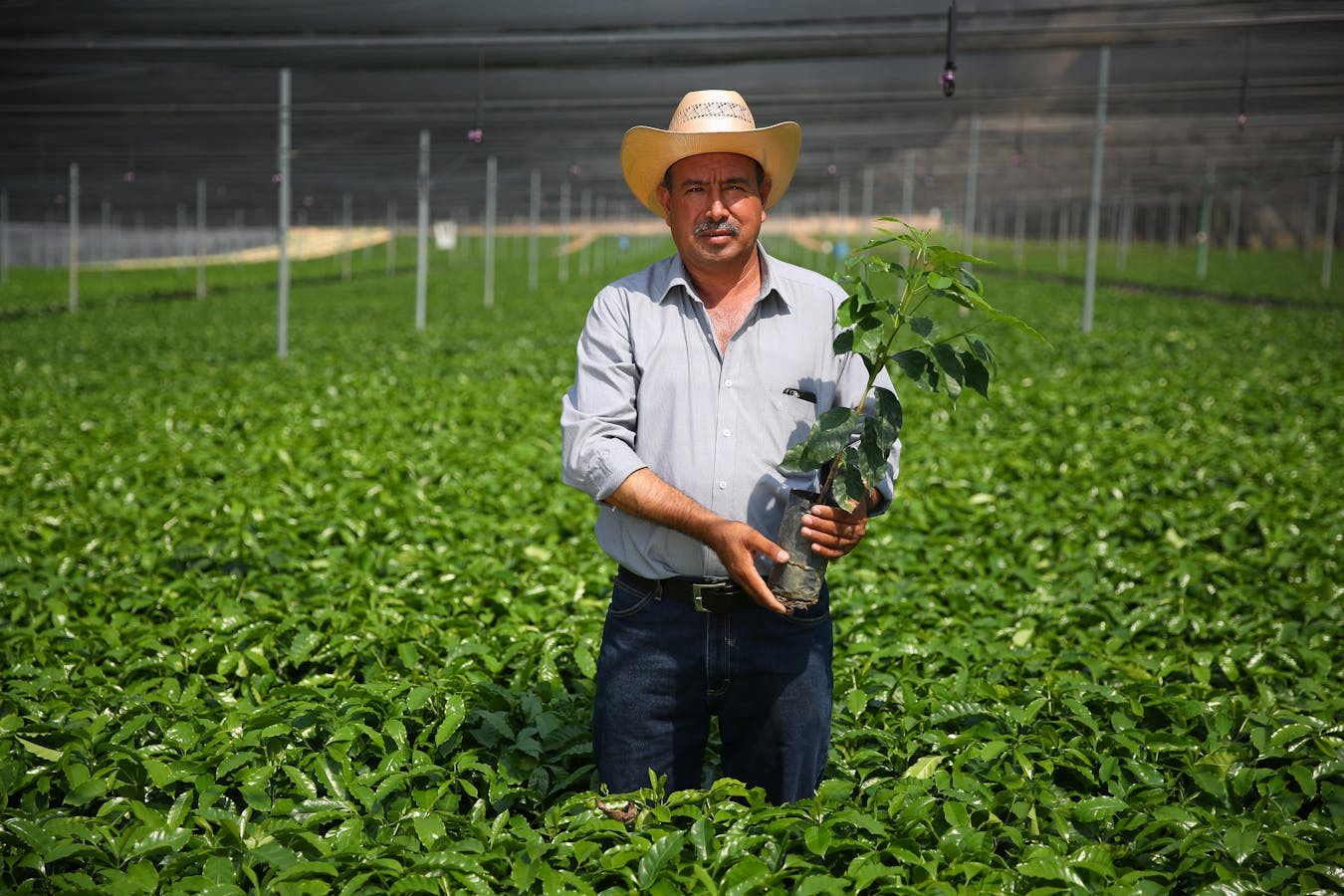 Coffee farmer Martiniano Moreno Alvarado looks at hybrid coffee tree at Jaltenango, Chiapas, Mexico coffee tree nursery.