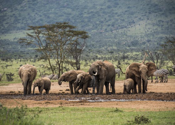 Herd of elephants and zebras in Kenya