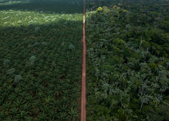 A sustainable palm oil plantation
