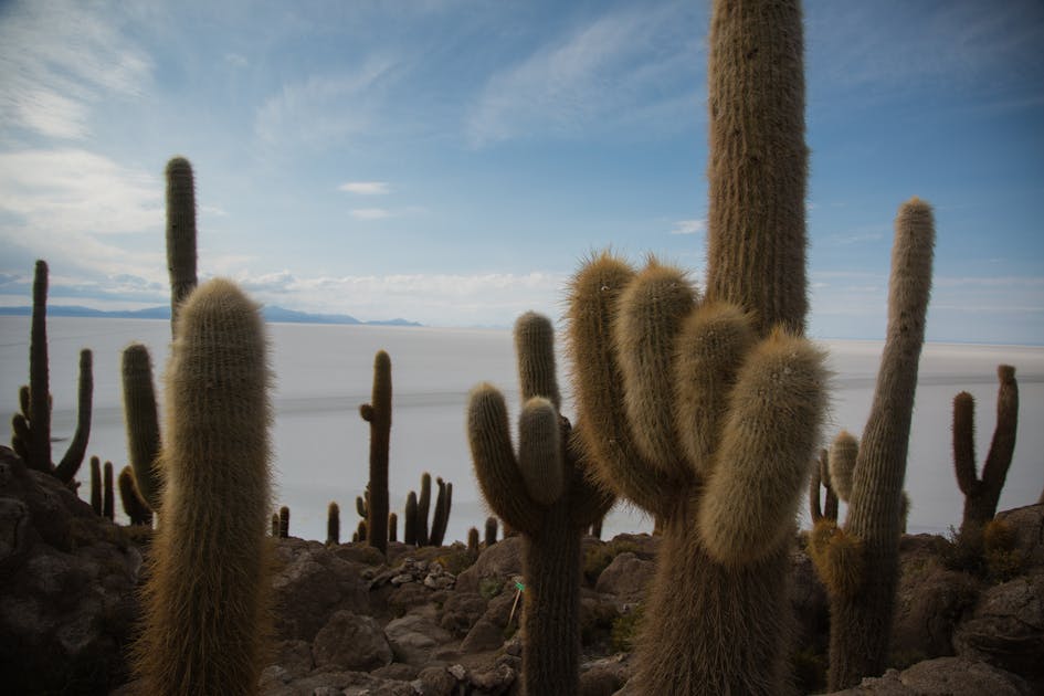 Saguaro cactus is imperiled by climate change and humans