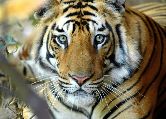 Subadult male tiger (species panthera tigris)