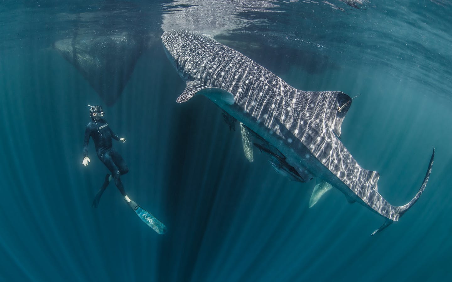 Mark Erdmann swims with a tagged whale shark in Bird's Head seascape.
