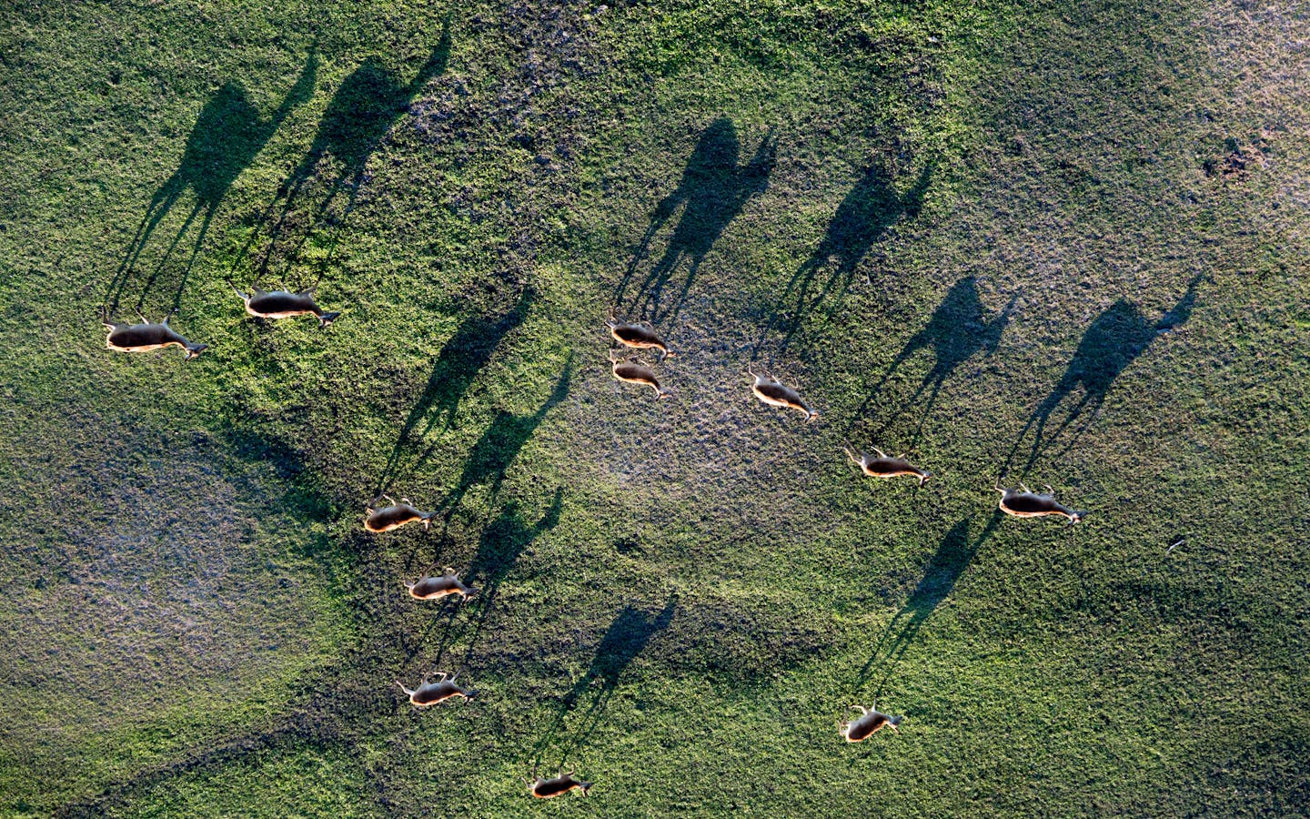 Antelope walk in the Vumbura Plains, Okavango Delta, Botswana.