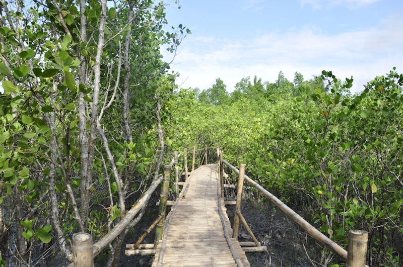 A mangrove boardwalk in Silonay, Philippines.