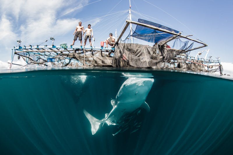 Whale sharks in Cendrawasih Bay feeding on baitfish beneath a bagan lift net vessel