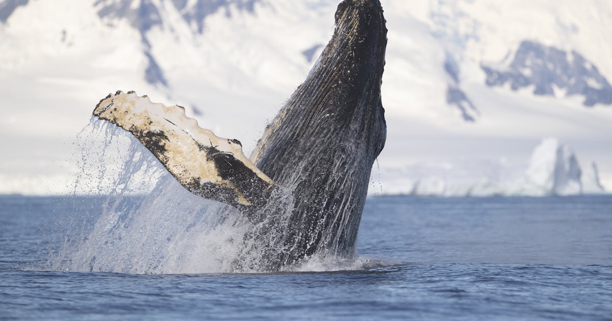 Dunia paus, obat untuk kelelahan iklim dan banyak lagi
