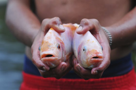 Two Tilapia fishes in hands of fisherman, Ecuador.
