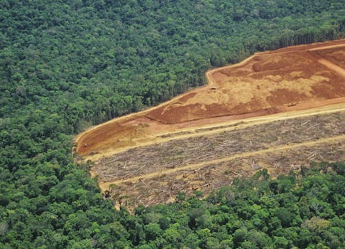 Deforestation in the Amazon - detail of an area