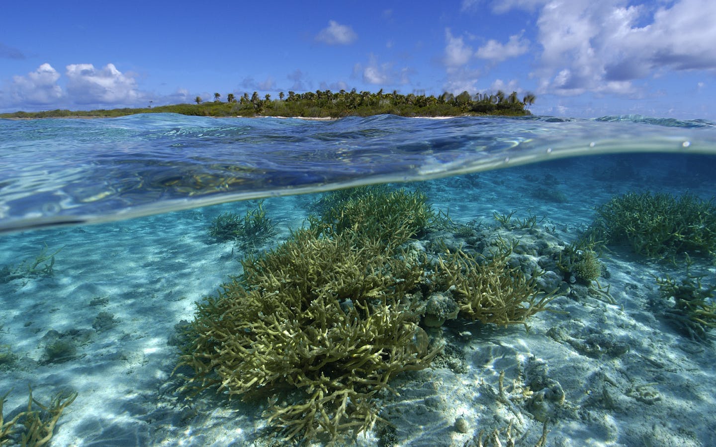 Split image of staghorn coral, Acropora sp., and uninhabited island, Ailuk atoll, Marshall Islands, Pacific 