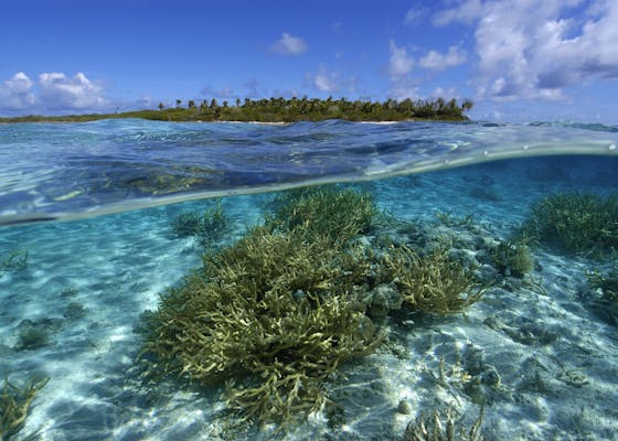 Split image of staghorn coral, Acropora sp., and uninhabited island, Ailuk atoll, Marshall Islands, Pacific