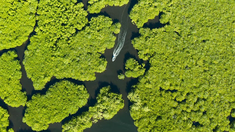 Vista aérea de un bosque de manglares en la isla de Siargao, Filipinas