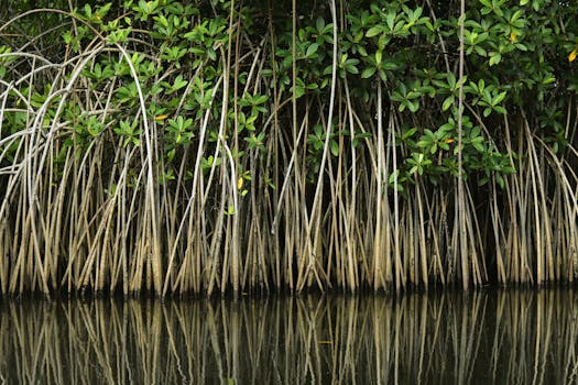 Mangrove forest in coastal Liberia, West Africa.