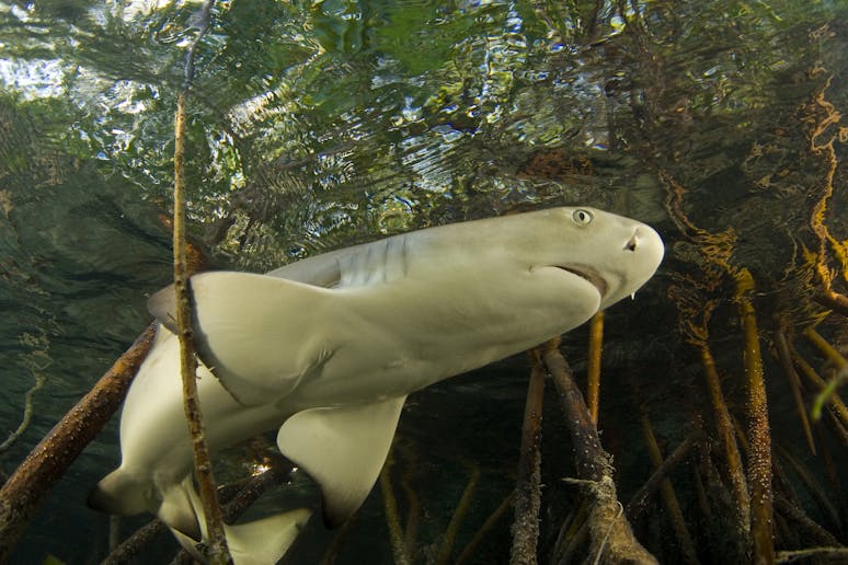 mangrove study