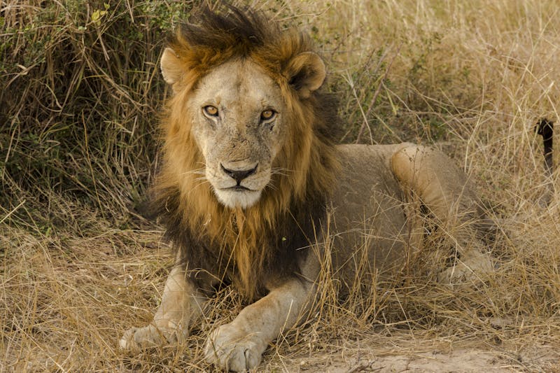 A lion in Tanzania