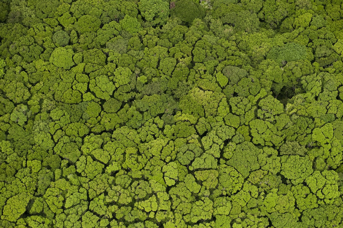 Aerial View of Rainforest