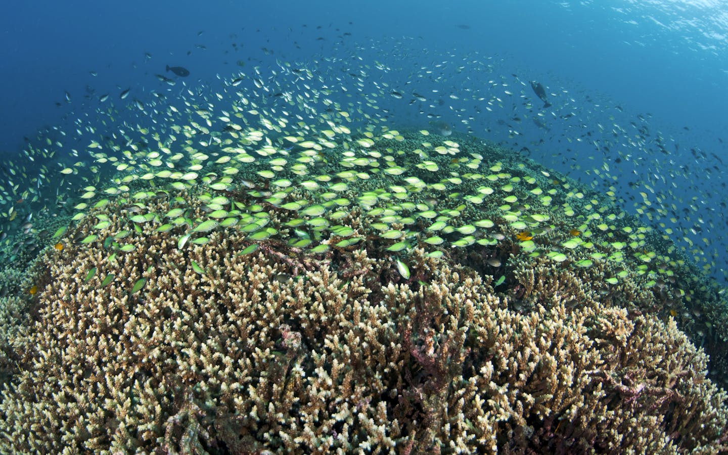 Hard Corals, and Chromis in Bali, Indonesia