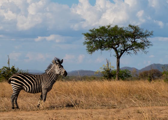 Zebra in Doma, Tanzania