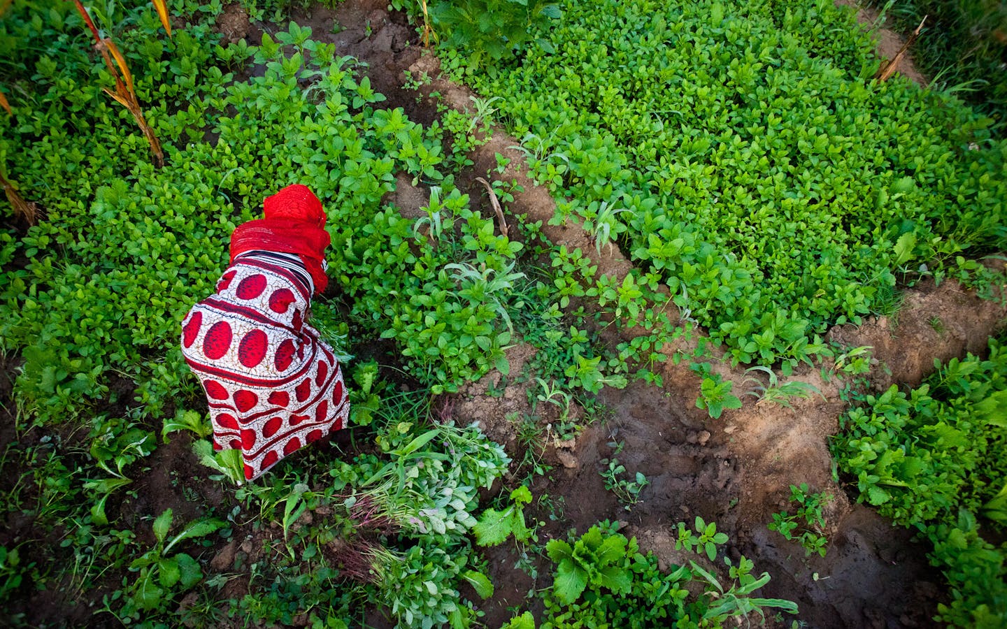 Woman harvests crops in Tanzania, the site of a Conservation International project.