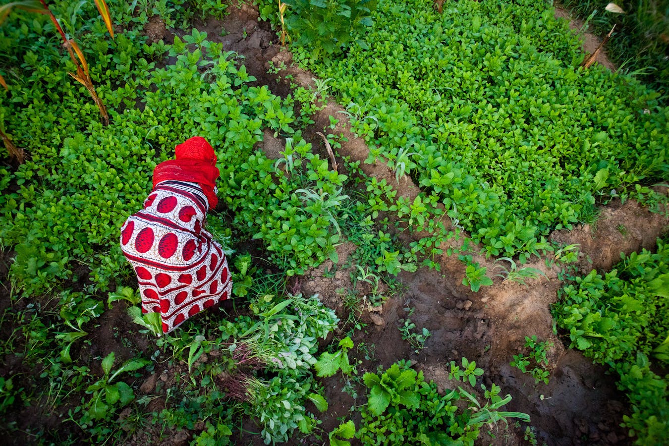 Woman harvests crops in Tanzania, the site of a Conservation International project.