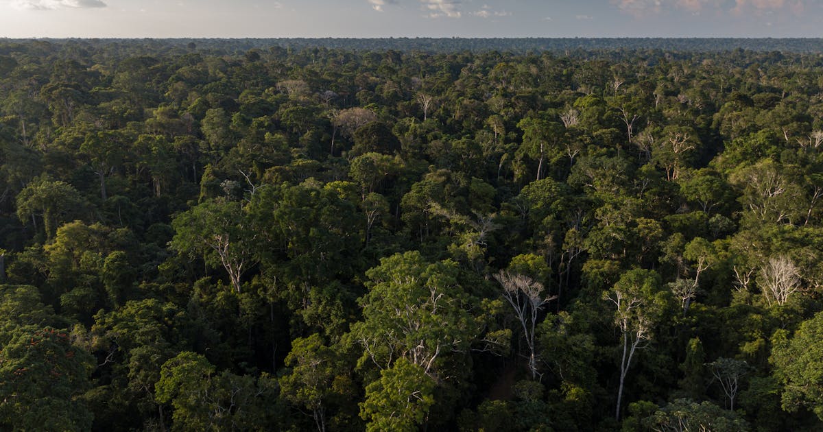 Studi peta potensi iklim membiarkan hutan menjadi