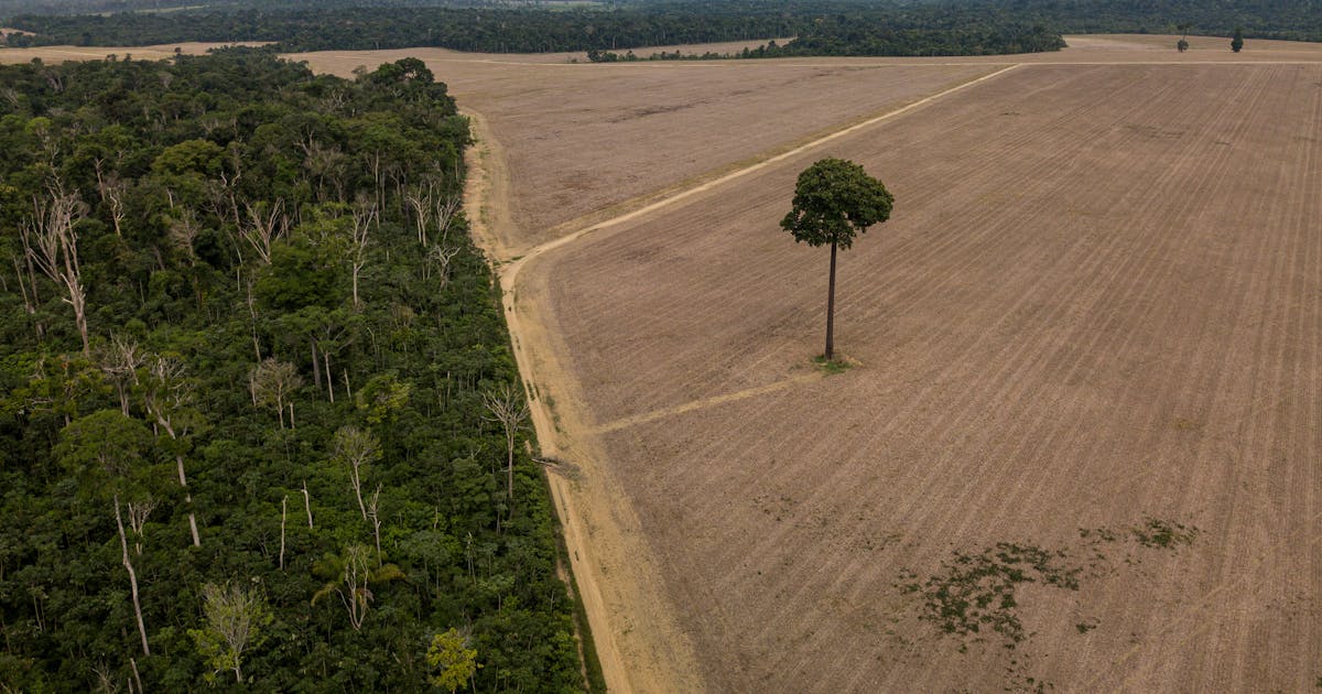 What drives deforestation — and how can we stop it?